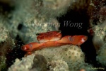 Crab, Coral Crab 04 Trapezia lutea 080103