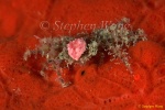 Crab, Decorator Crab 03a, 1cm, with baby Goby (on legs) 080103