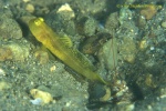 Goby, Black Shrimp Goby, yellow morph 05b 090106