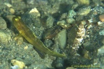 Goby, Black Shrimp Goby, yellow morph 05c 090106