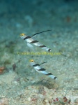 Goby, Black-ray Goby 02 Stonogobiops nematodes, with A.randalli shrimp 0705