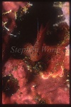 Goby, Cave Goby 03