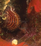 Goby, Cave Goby 05