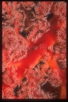 Goby, Cling Goby 04 on Soft Coral