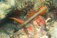 Highlight for album: Gobies