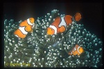 Eastern Clownfish 01 trio, A. percula 