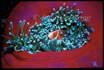 Pink Anemonefish 02 & host anemone