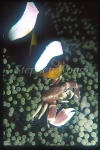 Saddleback Anemonefish 02, A.polymnus (color variant) & Porcelain Crab