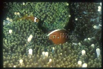 Orange (A.sandaracinos) & White Bonnet baby (A.leucokranos) Anemonefishes 01