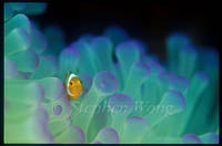 Highlight for album: Anemonefishes