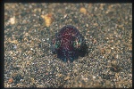 Bobtail Squid 01