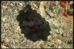Cephalopod Eggs 01 to be identified