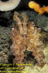 Cuttlefish, BroadClub Cuttlefish 08 Sepia latimanus, RA0607 Stephen WONG 010109.  This is the largest BroadClub I've encountered, about 50cm in length without including the tentacles.  Here, in the image, the Cuttlefish is in an upset mode, raising its tentacles to tell me to back off.