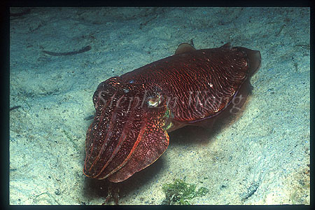 Cuttlefish, Broadclub Cuttlefish 01a before color change