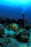 Cuttlefish, Broadclub Cuttlefish 05, Sepia latimanus 030106