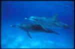 Atlantic Spotted Dolphins 101