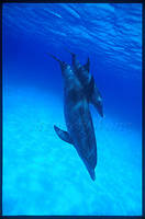 Highlight for album: Dolphins
