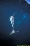 Dusky Dolphins 121