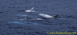 Risso\'s Dolphins 07c 0705