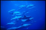 Spinner Dolphins 105