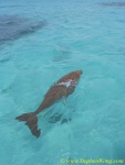 Dugong 04