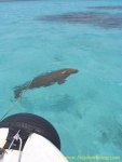 Dugong 05
