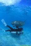 Dugong 11s