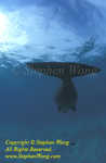 Dugong 129R web
