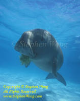 Highlight for album: Siriens (Manatees & Dugongs)