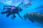 Dugong 15 feedings