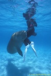 Dugong 16s