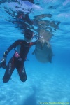 Dugong 17s