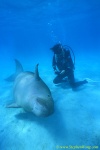 Dugong 19s