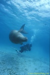 Dugong 20s