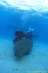Dugong 22s