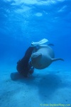Dugong 23s