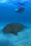 Dugong 29s