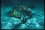 Australian Sealion 03