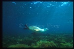 Australian Sealion 07