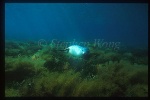 Australian Sealion 08
