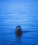 Bearded Seal 01
