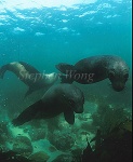 Cape Fur Seal 03