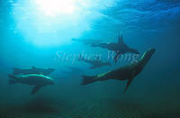 Highlight for album: Pinnipeds