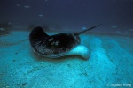 Bull Ray 01 2-meter disc 020804
This species of Ray has been stated to have killed the world renown animal conservationist and documentary host, Mr. Steve Irvin of Australia.  I miss him and his dedicated work and grief for his family.