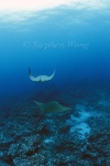 Golden Cownose Rays 01, Galapagos 110103