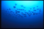 Golden Cownose Rays & Galapago Shark 01