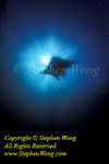 Manta Rays 0172t Manta birostris, RA0607 Stephen WONG 010109