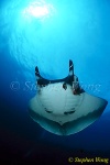 Manta Rays 101, 050703