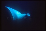 Manta Rays 102