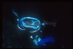 Manta Rays 104 & diver